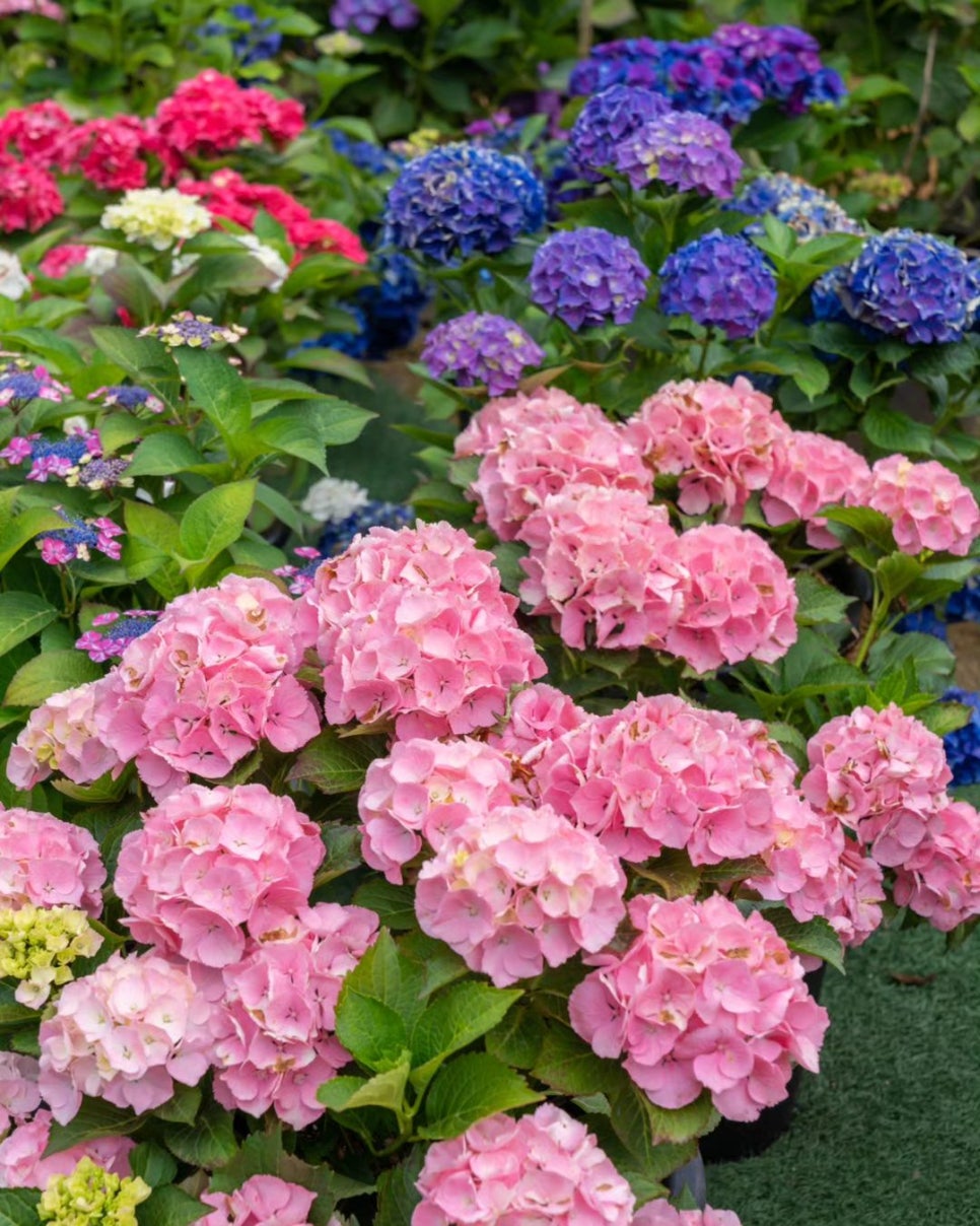 서울 근교 가볼 만한 곳, 6월 꽃나들이로 가기 좋은 경기도 수국 명소 4