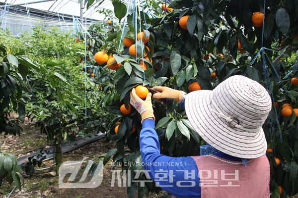 직거래 농민의 쇼핑몰 ‘서귀포in정’, 누적매출 210억 돌파