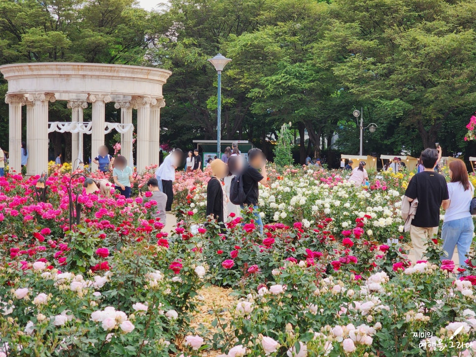 서울 올림픽공원 장미축제 장미광장 6월 꽃구경 가볼만한곳 꽃축제