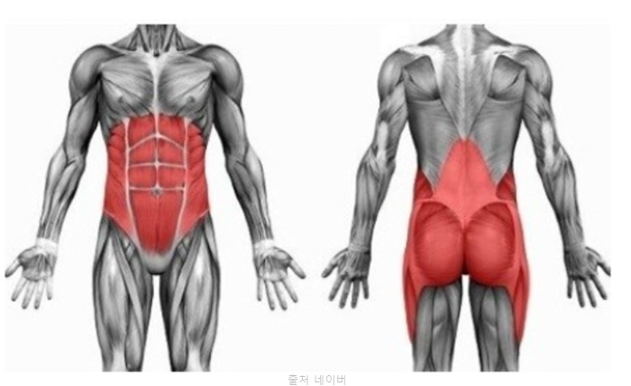 홈트 코어 운동 종류 데드버그 폼롤러 활용한 허리 근력 효과