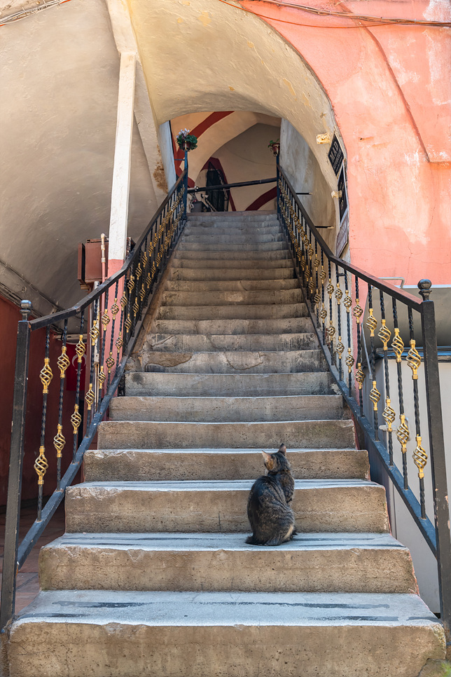 튀르키예 이스탄불 고양이