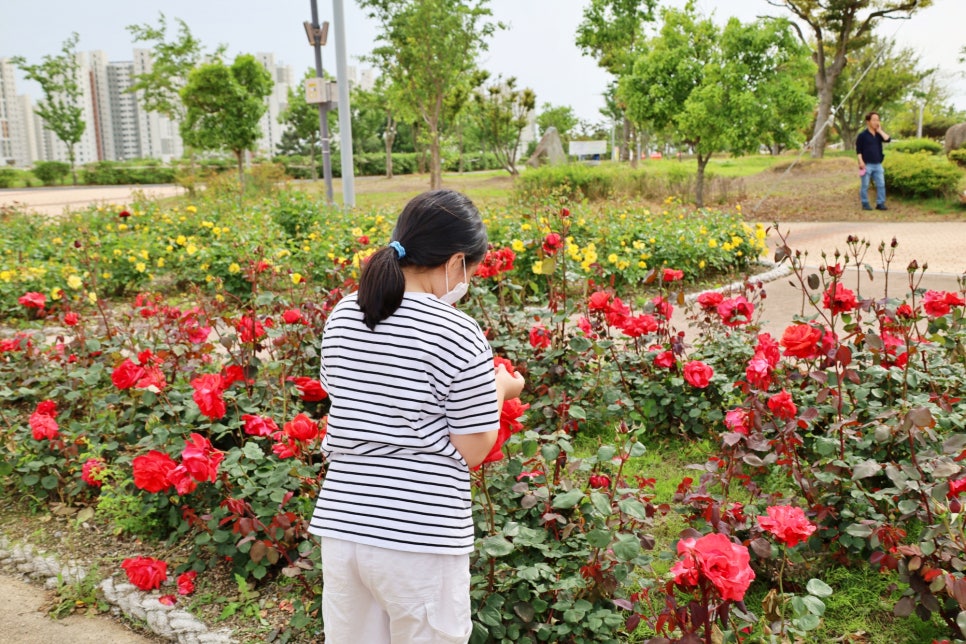 전남 꽃구경 여수 관광지 이순신공원 볼거리 장미 명소