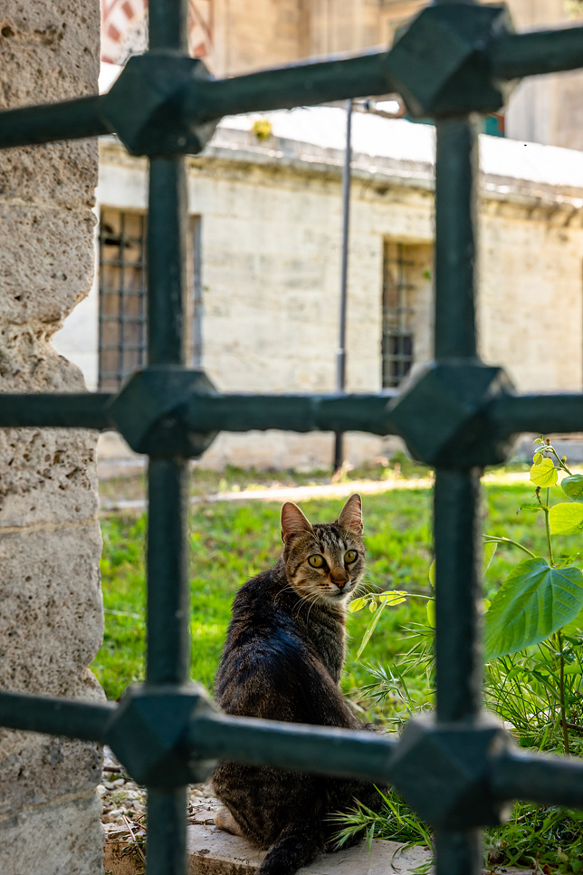 튀르키예 이스탄불 고양이