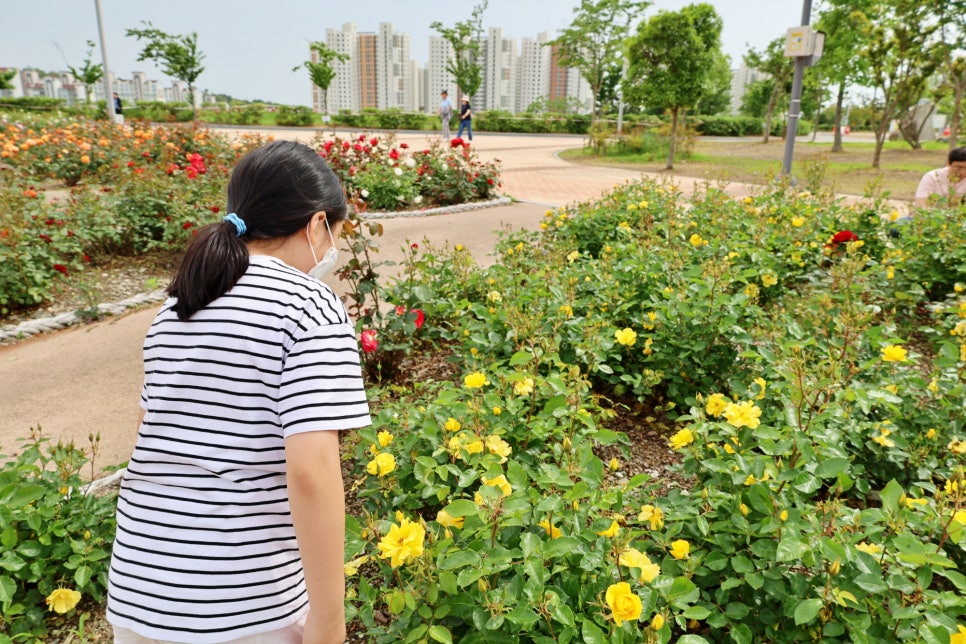 전남 꽃구경 여수 관광지 이순신공원 볼거리 장미 명소