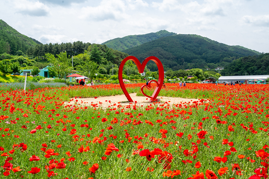 원주 여행지 용수골 꽃 양귀비축제 원주 장미축제 볼거리