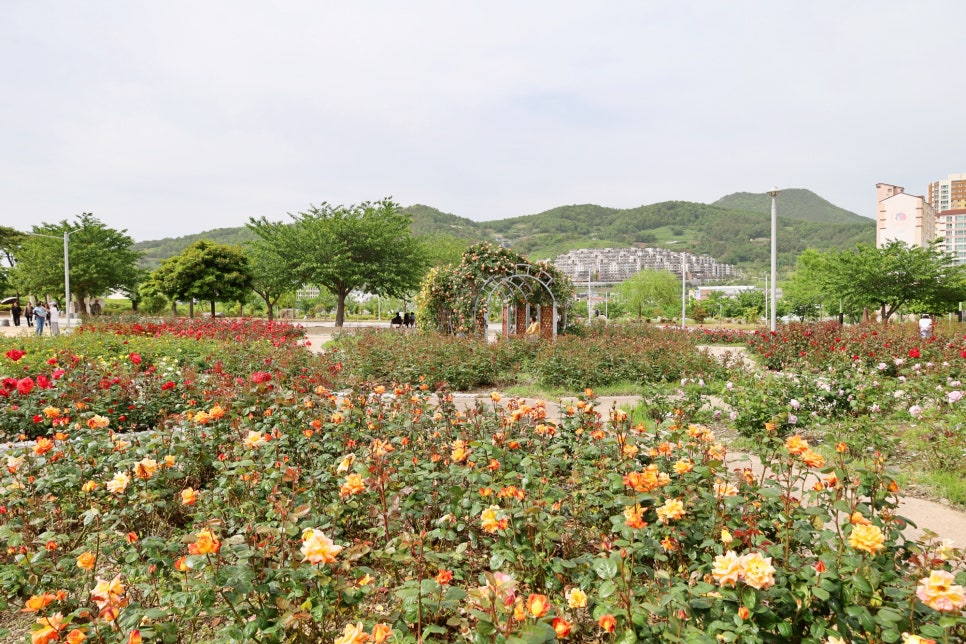 전남 꽃구경 여수 관광지 이순신공원 볼거리 장미 명소