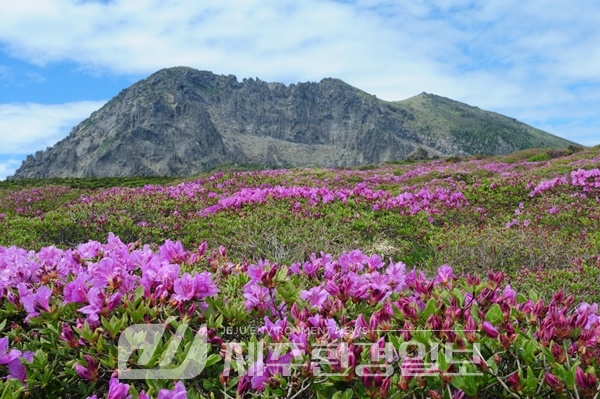 ‘비슷한 듯 다른’ 한라산 털진달래 vs 산철쭉