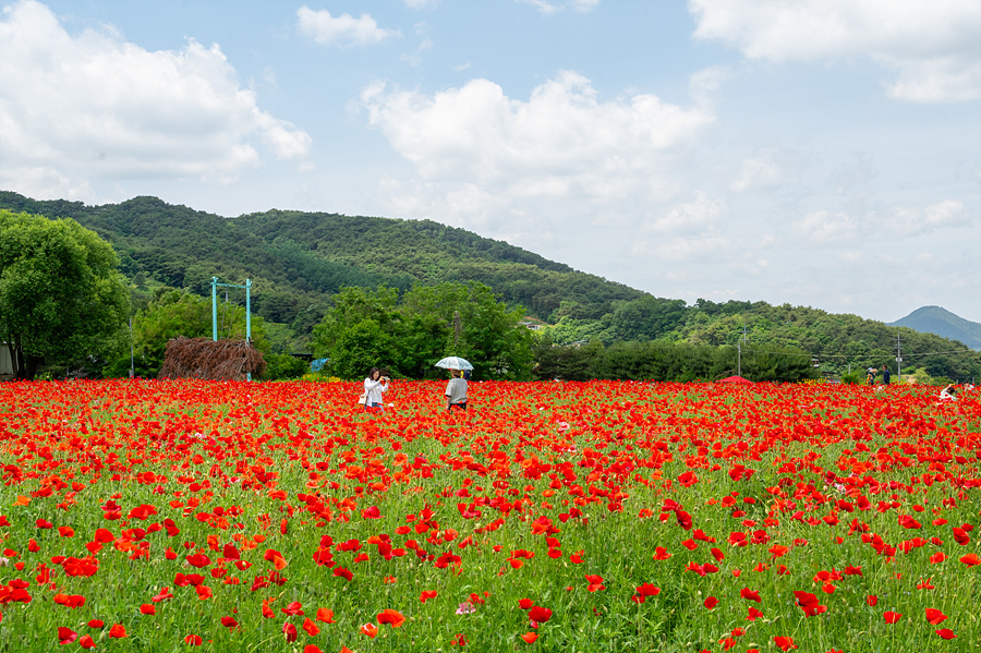 원주 여행지 용수골 꽃 양귀비축제 원주 장미축제 볼거리