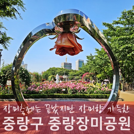 서울 장미축제 끝났지만 장미향 가득한 중랑장미공원