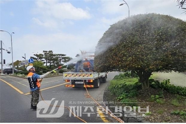 제주시,신대로 후피향나무 병해충 방제 총력