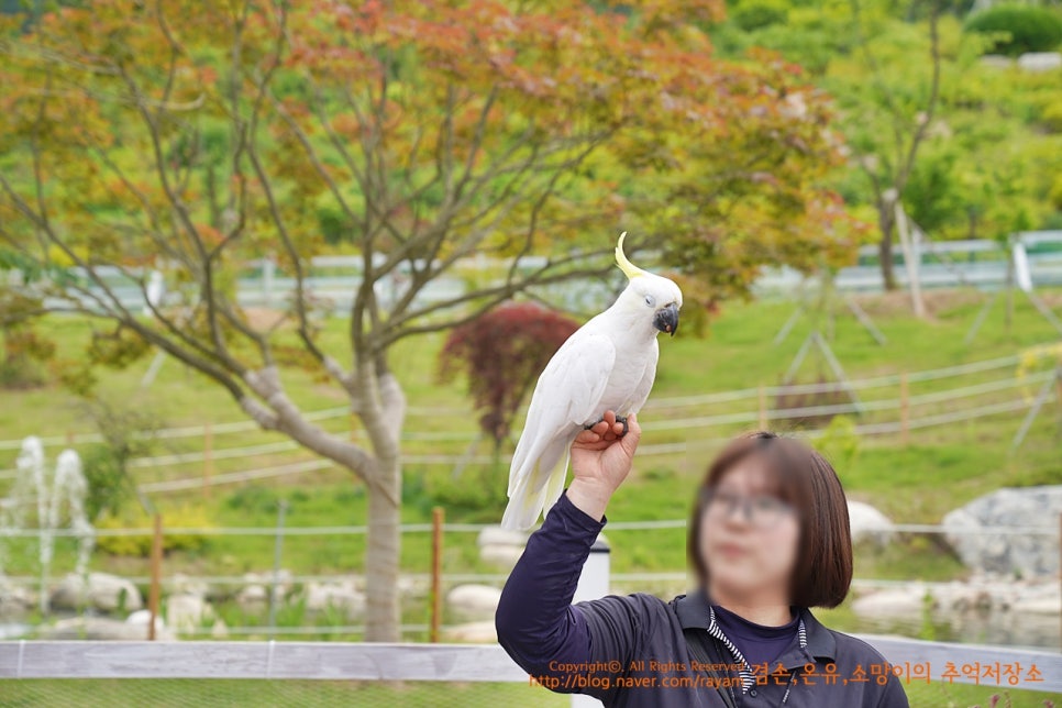 가평 실내 가볼만한곳 베고니아새정원 인스타 핫플 완전 이쁨 이쁨