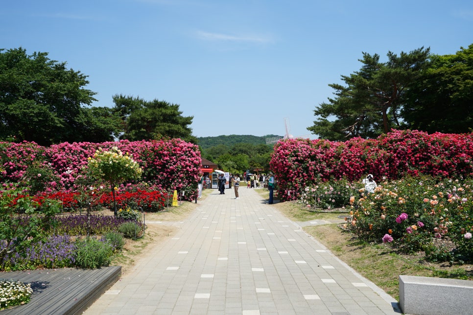 서울대공원 장미축제가 열리는 서울대공원 테마가든~ 5월 장미축제 여기로 오세요!