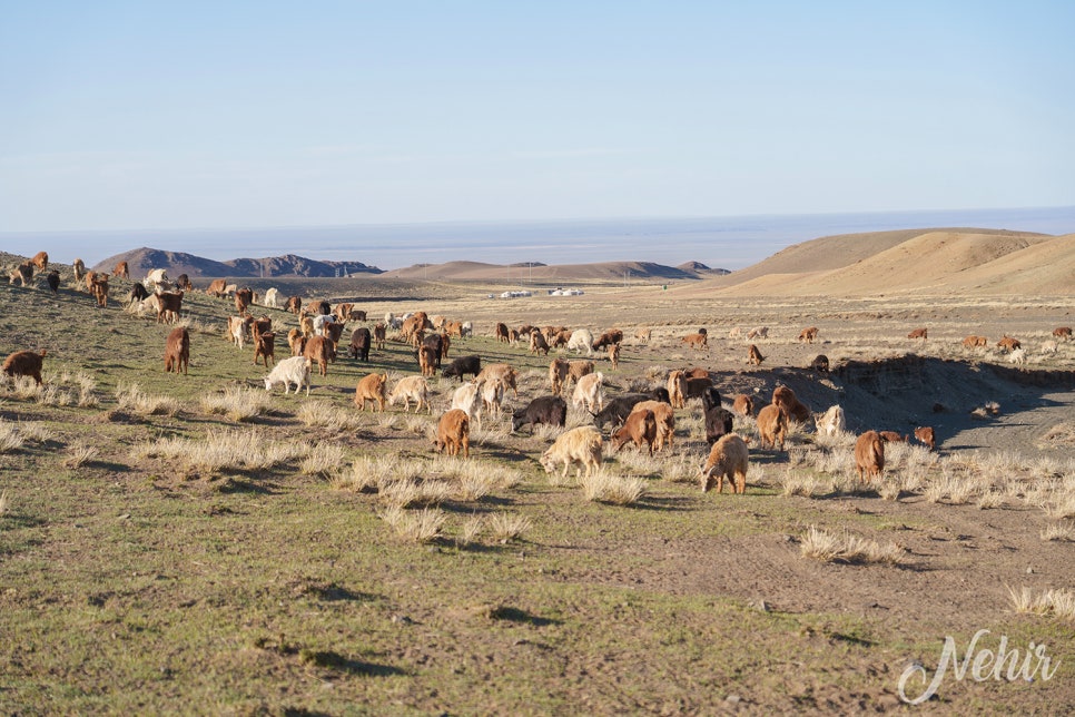 몽골 여행 경비 음식 욜링암 투어 몽골 은하수