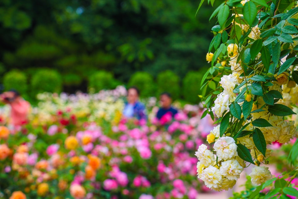 전주 가볼만한곳 전주수목원 장미 만개 6월 꽃구경 좋은곳