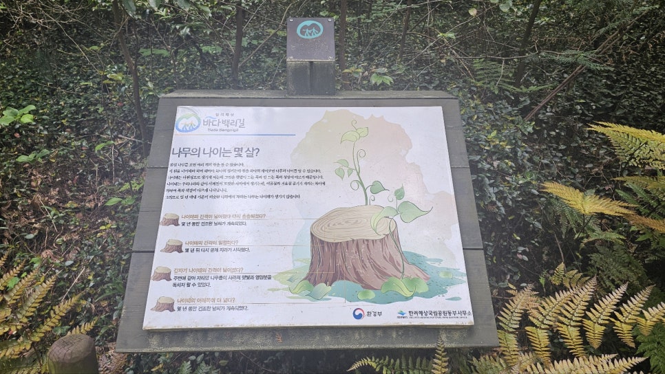 [한려해상국립공원] 바다백리길 1구간 미륵도 달아길 미래사 편백나무숲