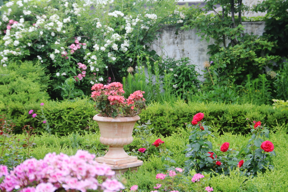 6월 국내 여행지 축제 꽃 구경 고성 하늬라벤더팜 고성 라벤더축제