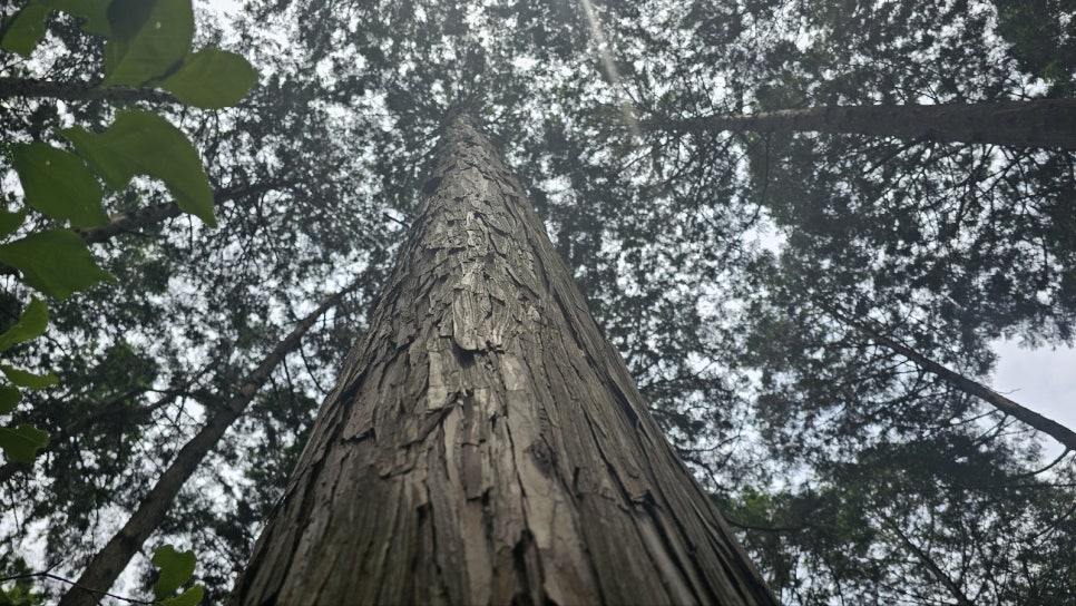 [한려해상국립공원] 바다백리길 1구간 미륵도 달아길 미래사 편백나무숲