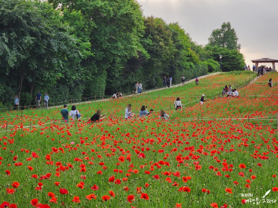 서울 올림픽공원 들꽃마루 유채꽃 명소 송파 놀거리 가볼만한곳 유채꽃밭