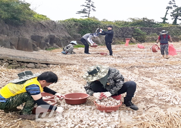 서귀포시, 농번기철 공직자 민관협력 마늘농가 일손돕기
