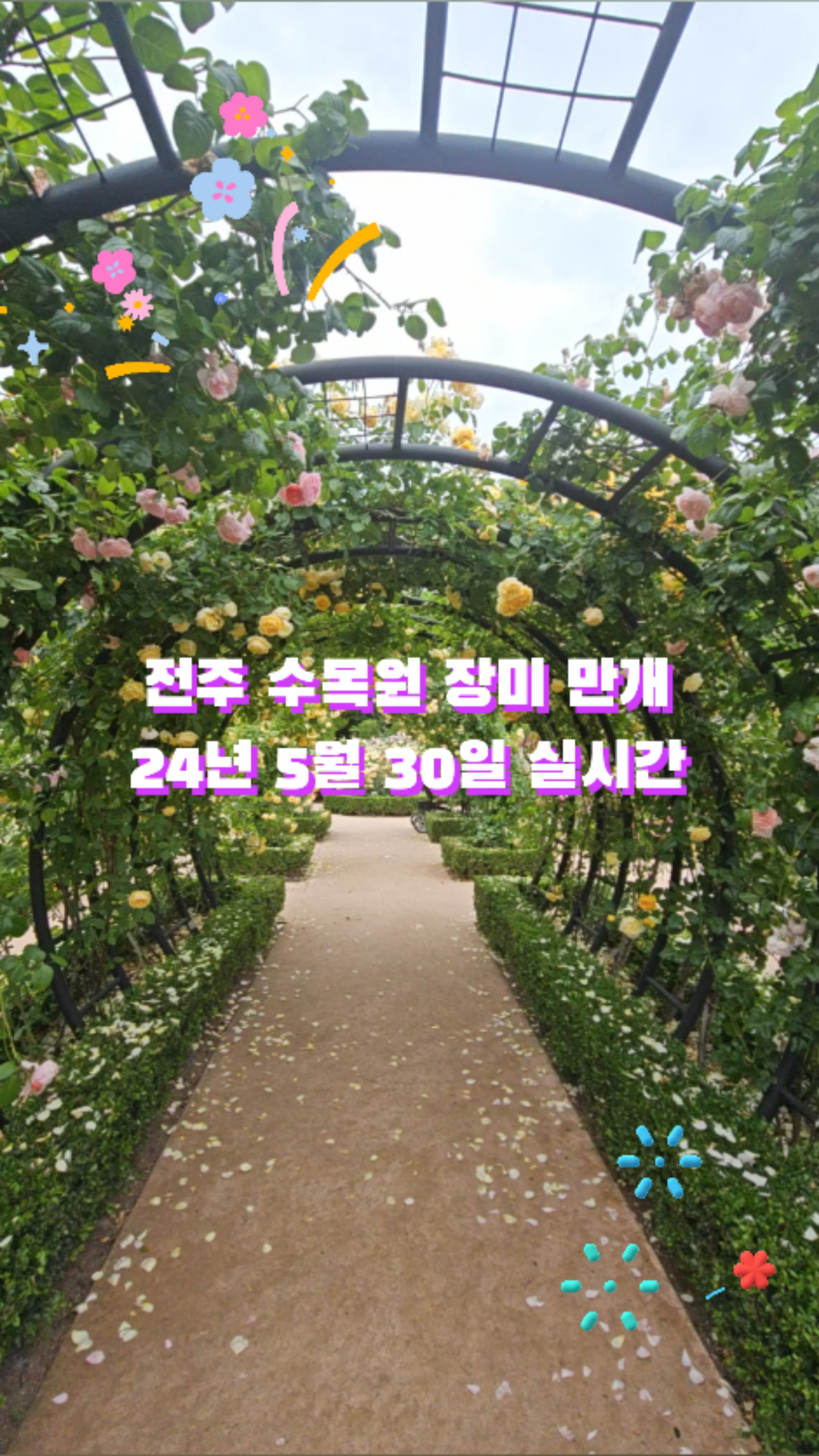 전주 가볼만한곳 전주수목원 장미 만개 6월 꽃구경 좋은곳