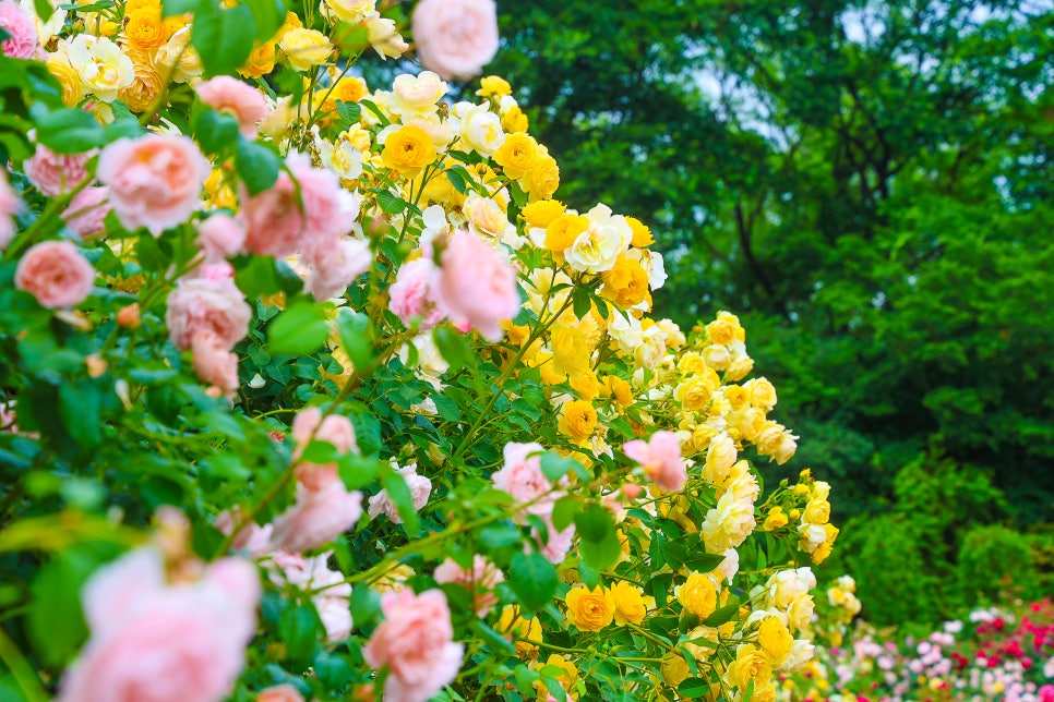 전주 가볼만한곳 전주수목원 장미 만개 6월 꽃구경 좋은곳