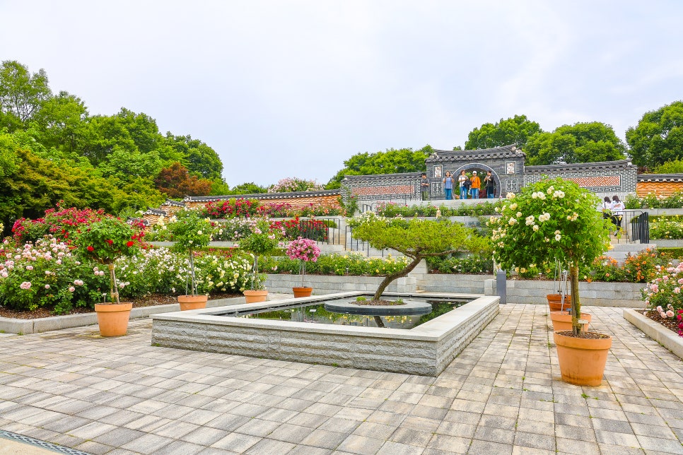 전주 가볼만한곳 전주수목원 장미 만개 6월 꽃구경 좋은곳