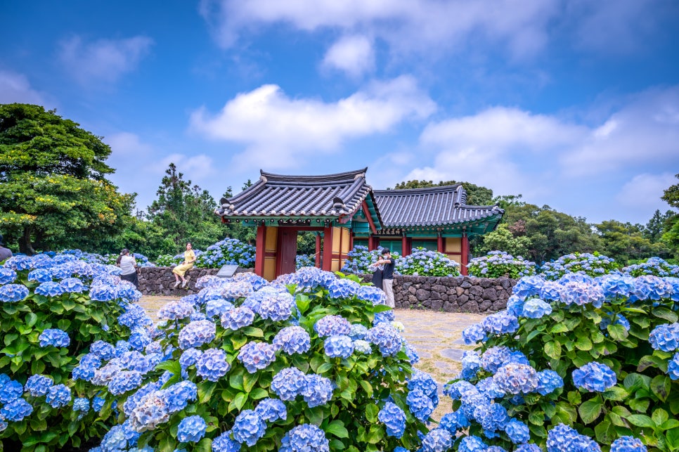 6월 여행지 대한민국 제주도 수국 명소 총정리