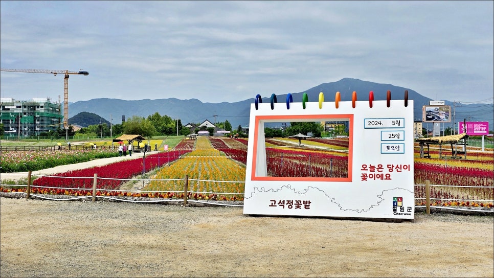 강원도 철원 꽃축제 6월 국내여행 추천 양귀비꽃 활짝 핀 철원 고석정꽃밭 주차 입장료!