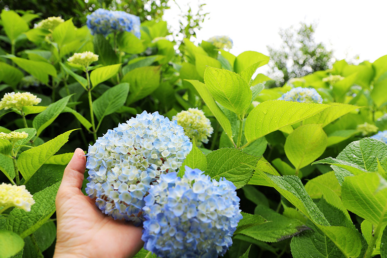 제주도 수국 개화시기 새미동산 수국정원, 제주 조천 가볼만한곳