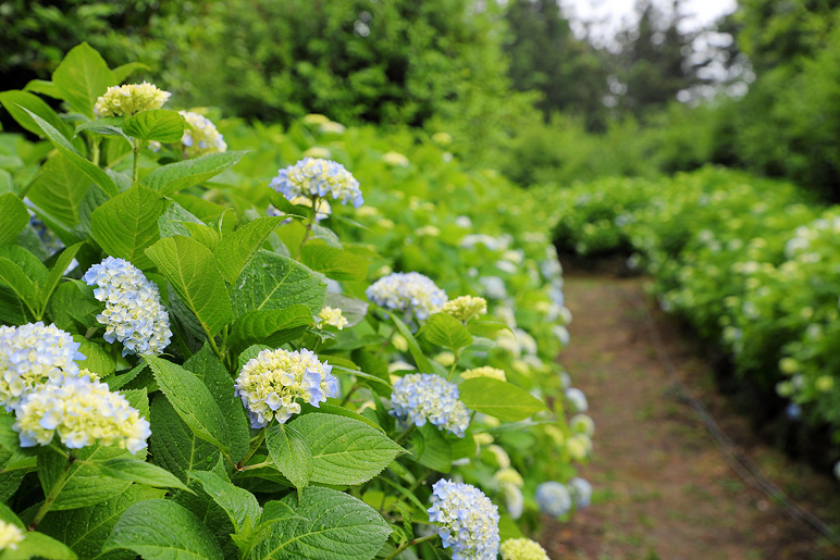 제주도 수국 개화시기 새미동산 수국정원, 제주 조천 가볼만한곳