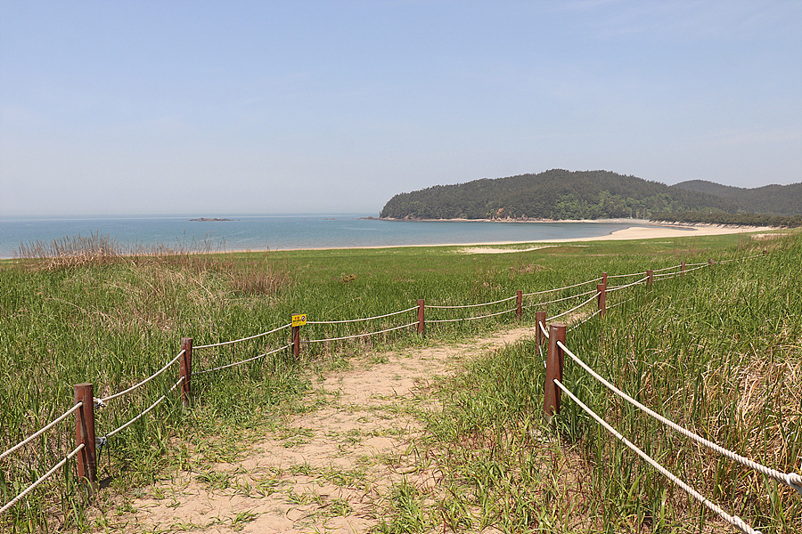 태안해안국립공원 신두리해안사구 및 안면도 5월의 야생화