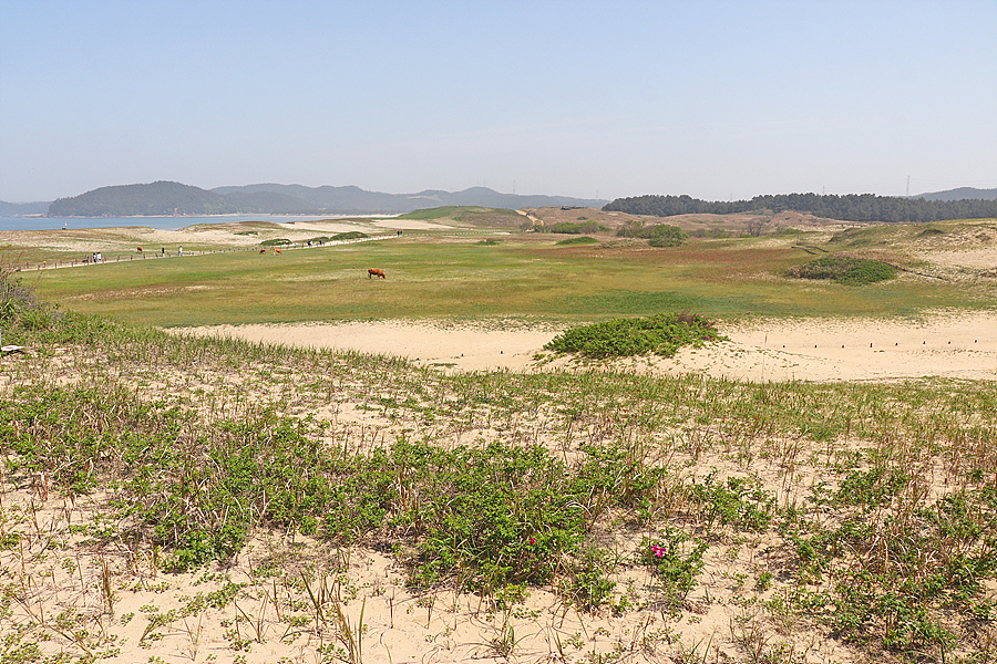 태안해안국립공원 신두리해안사구 및 안면도 5월의 야생화