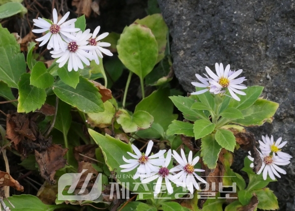 울릉도 고유종 추산쑥부쟁이, 탁월한 항염 및 항산화 효과 확인