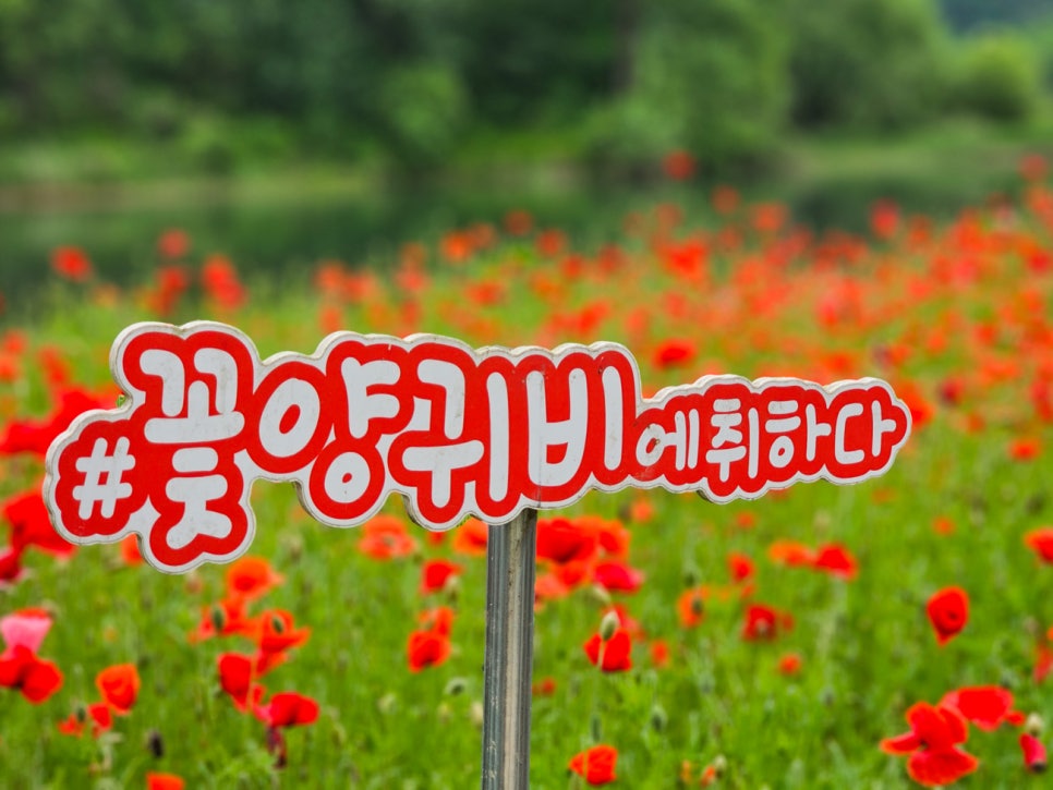 가평 자라섬 꽃 페스타 남도 꽃정원 6월 꽃축제 입장료 일정
