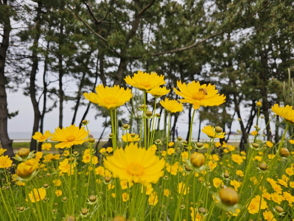 속초 가볼만한곳 속초해수욕장 금계국 꽃밭 6월 꽃구경 추천