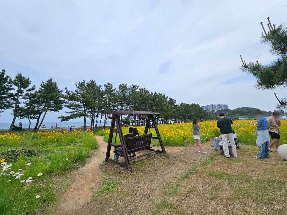 속초 가볼만한곳 속초해수욕장 금계국 꽃밭 6월 꽃구경 추천