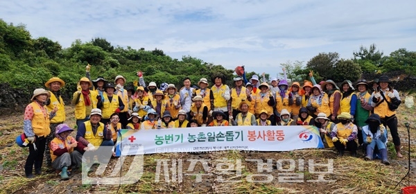 대한적십자사제주시지구협의회, 농촌 마늘수확 일손돕기 봉사활동 참여