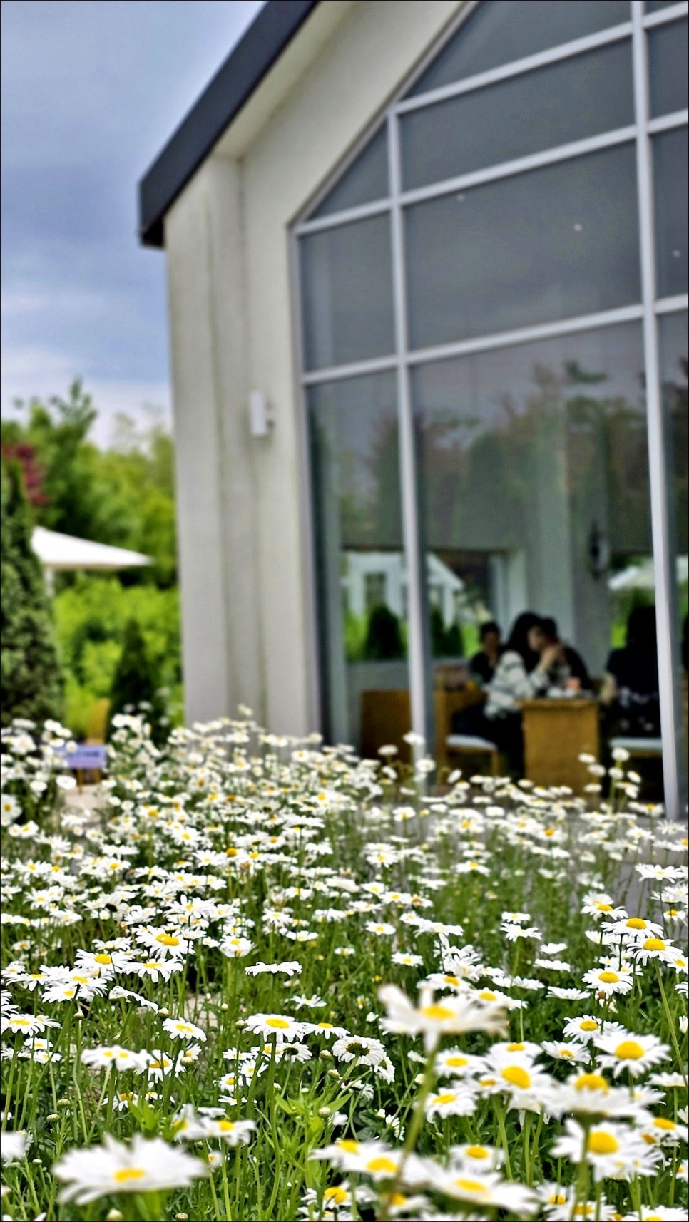 전주 근교 여행 김제 가볼만한곳 샤스타데이지 명소 김제 카페 오늘여기!