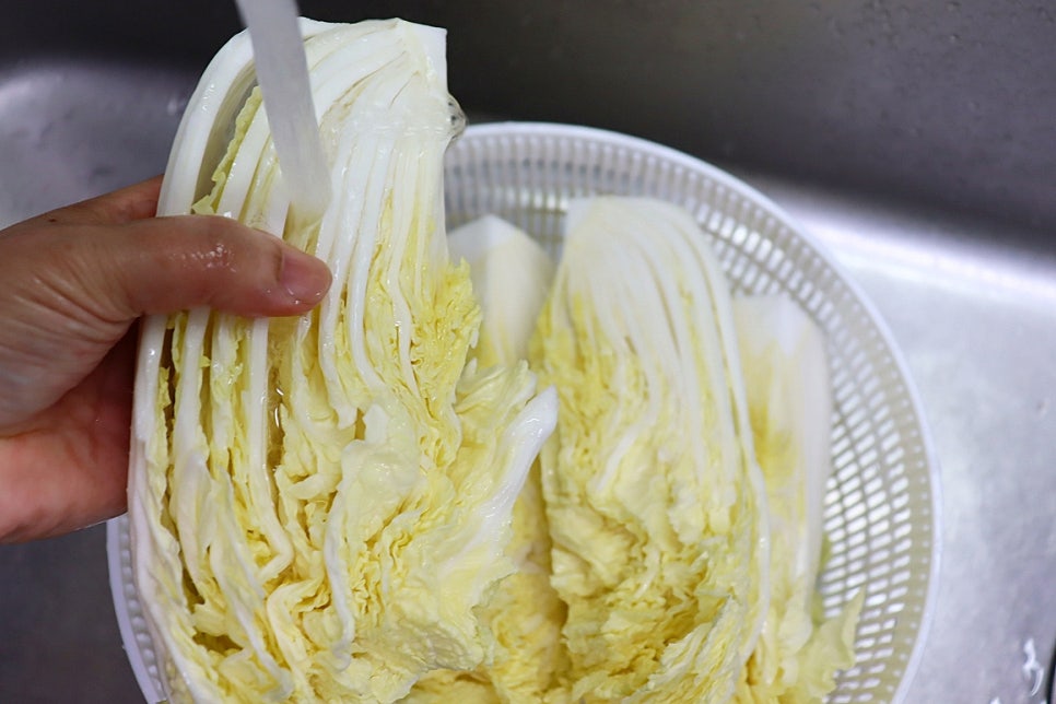 초간단 백김치 담그는 방법 여름 알배추 물김치 아기 백김치담그는법