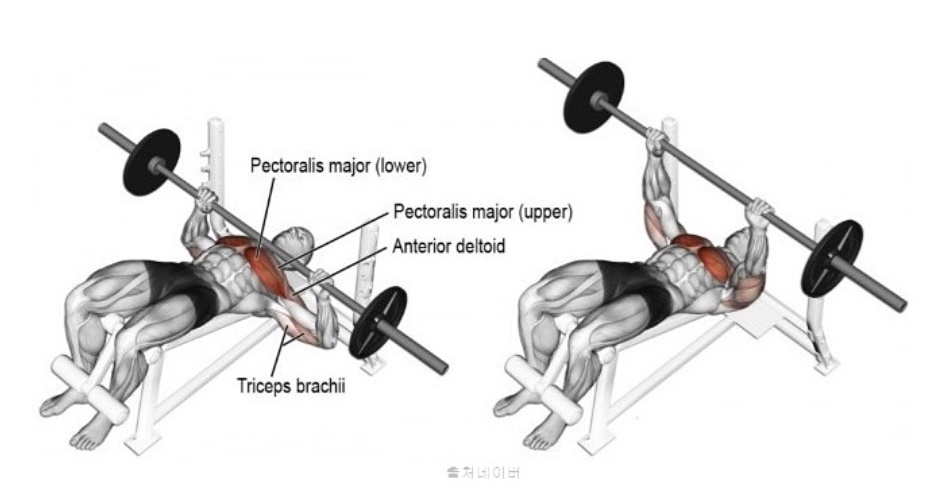 3대운동 벤치프레스 자세 덤벨 인클라인벤치프레스 가슴 근육 웨이트트레이닝