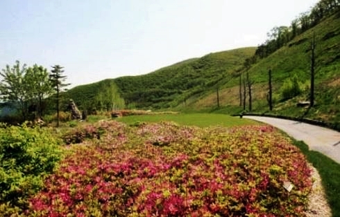 하이원cc 쾌적한 날씨 속 여름 라운딩 성지 정선 골프장