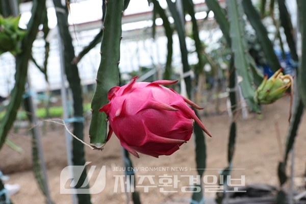 제주농기원, 적색종 용과 적정 착과량 . 관수량 확립