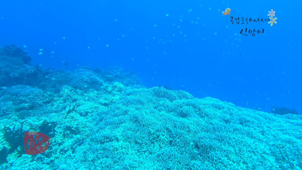 필리핀 보홀 스쿠버 다이빙 체험 보홀투어 펀다이빙