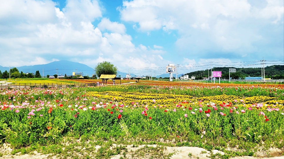 철원 미식여행 고석정꽃밭 별미촌 순대국 철원막국수