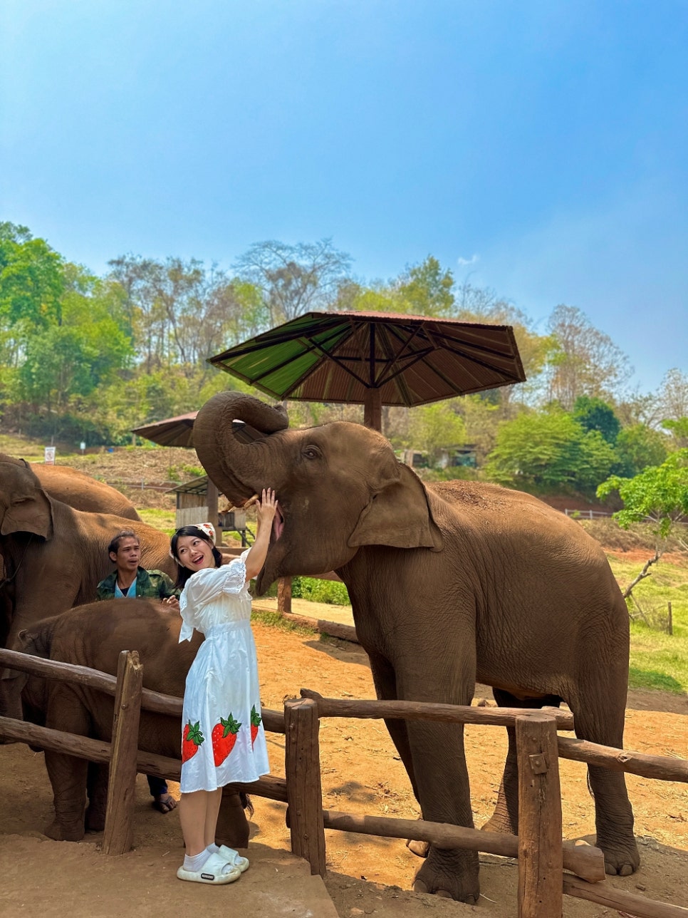 태국 치앙마이 여행 코스 추천 코끼리 카페 엘리핀팜 투어 가격 비교