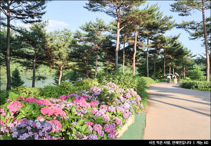 경기도 여행 가평 자라섬 남도 꽃정원 자라섬 꽃 페스타 꽃축제