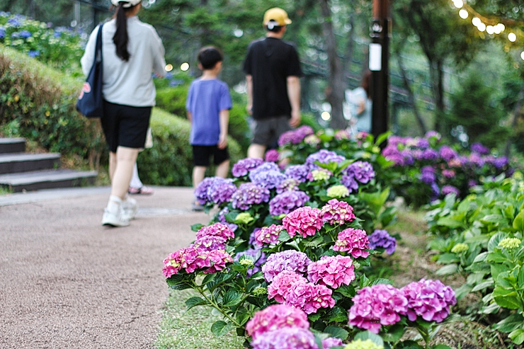 장생포 수국 축제 울산 고래문화마을에서 6월 7일 부터 즐겨요.