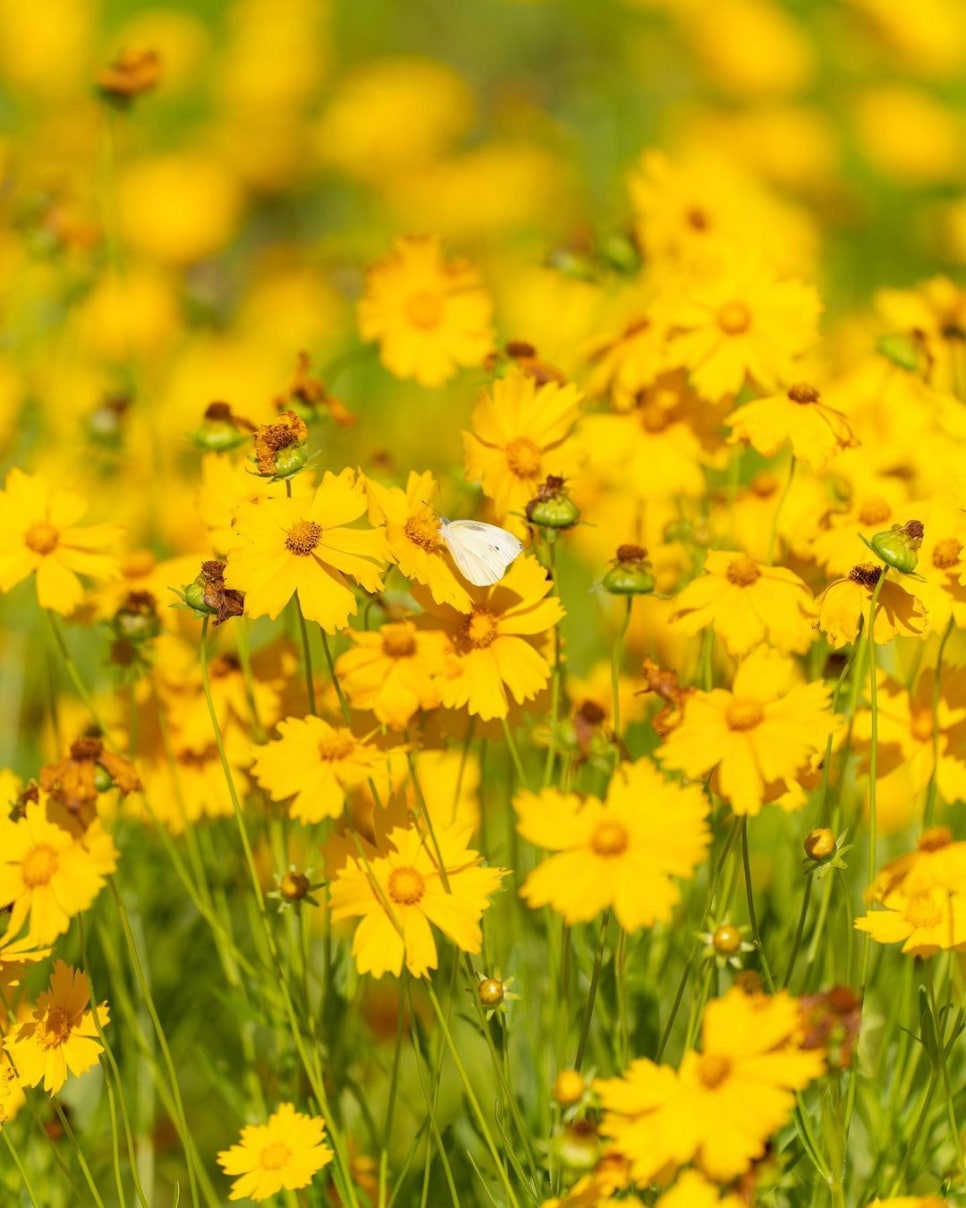 6월 꽃구경, 노란 꽃길따라 거닐며 나들이를 즐기는 금계국 명소 4
