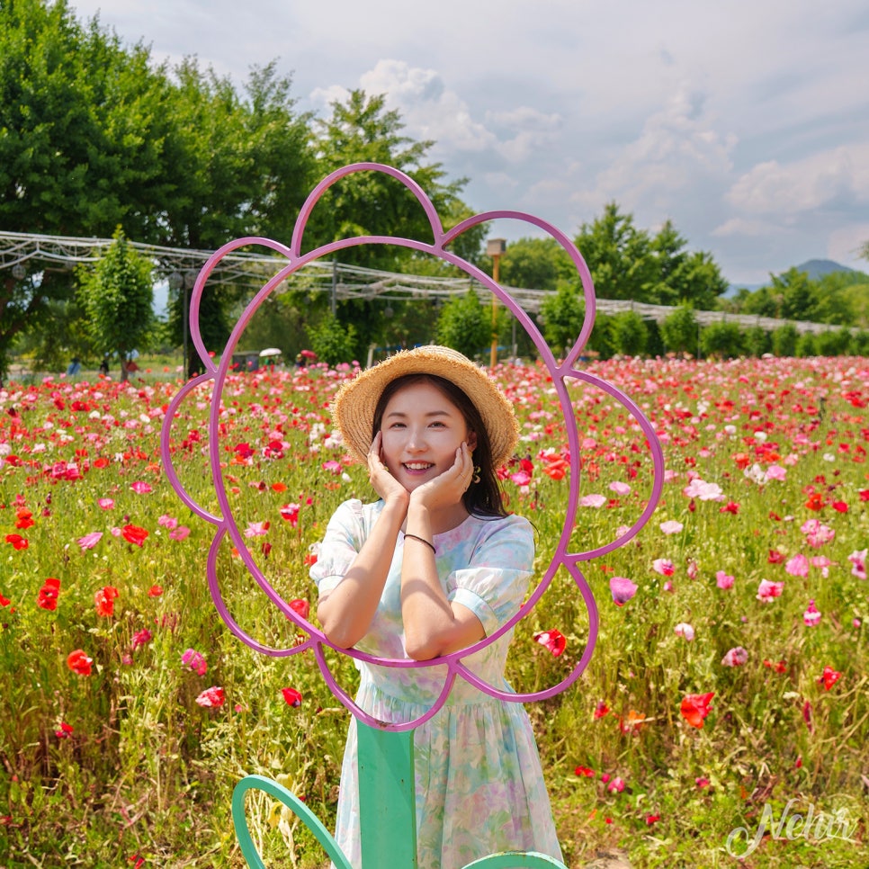 가평 자라섬 꽃축제 6월 자라섬 남도 꽃정원 꽃페스타