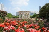 올림픽공원 장미광장장 장미축제, 들꽃마루에는 양귀비꽃과 유채꽃이 활짝! 서울 가볼만한곳!